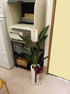 お祝いの鉢植え