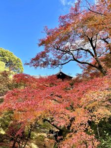 京都の秋