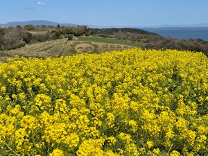 淡路島ドライブ ～花さじきと野島断層～